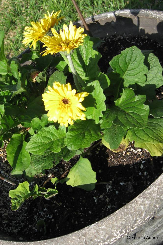 Bright colored daises are always a great pick me up!