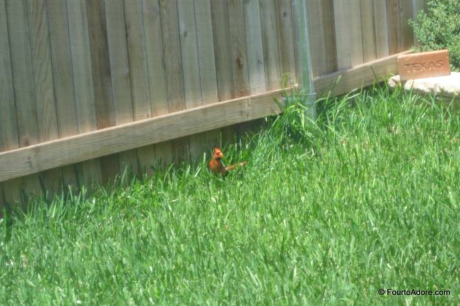 It was a challenge capturing one of the cardinals because they didn't stay still long and I had to take a picture through the window.
