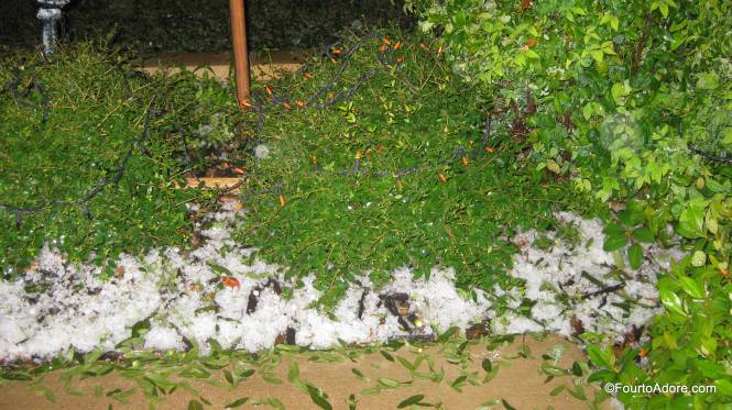 Our flowerbeds were laced in hailstones.