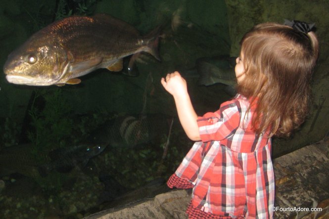 Bass Pro Shop aquarium
