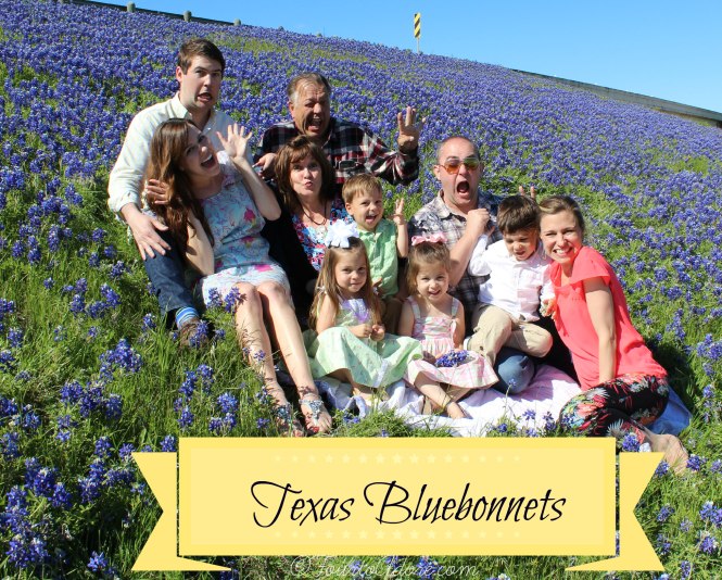 Texas Bluebonnets